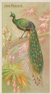 Java Peacock, from the Birds of the Tropics series