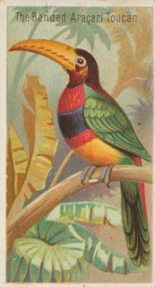 The Banded Aracari Toucan, from the Birds of the Tropics series