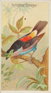 Paradise Tanager, from the Birds of the Tropics series