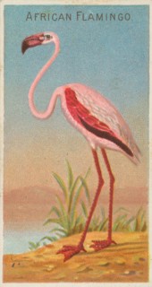 African Flamingo, from the Birds of the Tropics series