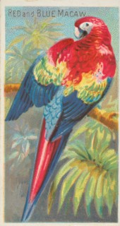 Red and Blue Macaw, from the Birds of the Tropics series