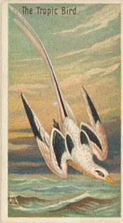 The Tropic Bird, from the Birds of the Tropics series