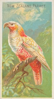 New Zealand Parrot, from the Birds of the Tropics series