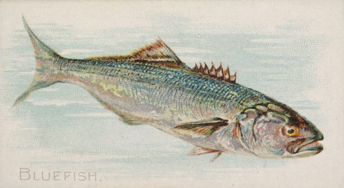 Bluefish, from the Fish from American Waters series
