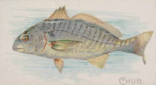 Chub, from the Fish from American Waters series