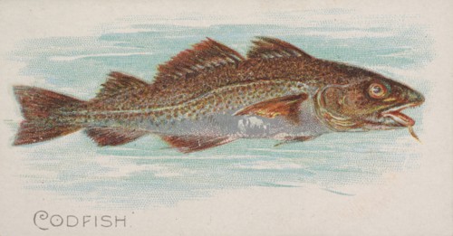 Codfish, from the Fish from American Waters series