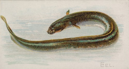 Eel, from the Fish from American Waters series