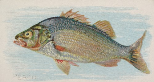 Perch, from the Fish from American Waters series
