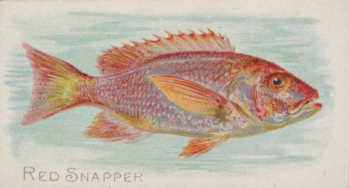 Red Snapper, from the Fish from American Waters series