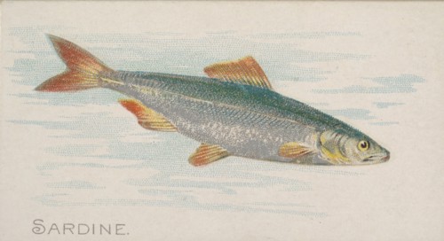 Sardine, from the Fish from American Waters series