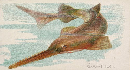 Sawfish, from the Fish from American Waters series