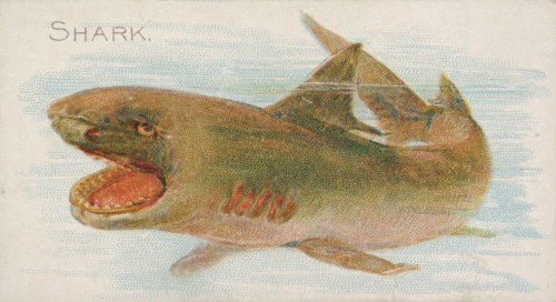 Shark, from the Fish from American Waters series
