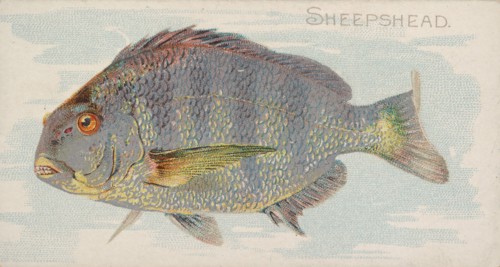 Sheepshead, from the Fish from American Waters series