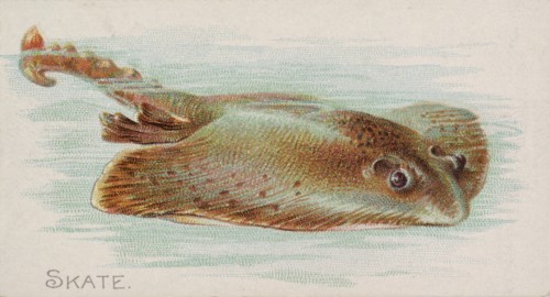 Skate, from the Fish from American Waters series