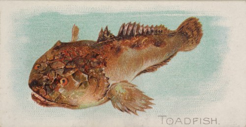 Toadfish, from the Fish from American Waters series