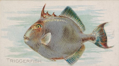 Triggerfish, from the Fish from American Waters series