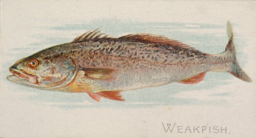 Weakfish, from the Fish from American Waters series