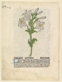 White Lily, illustration from Gart der Gesundheit