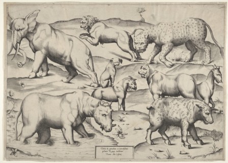Various Animals. Creator: Unknown.