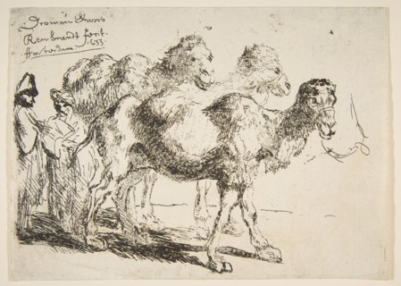 Three Dromedaries.n.d. Creator: Unknown.