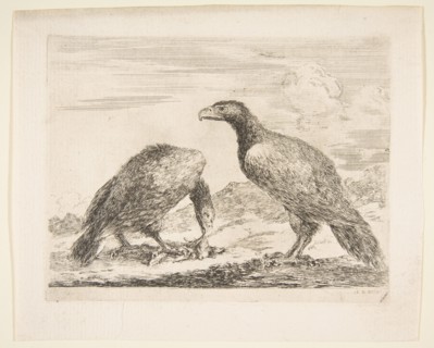 Two eagles, one devouring a lamb, from 'Eagles'