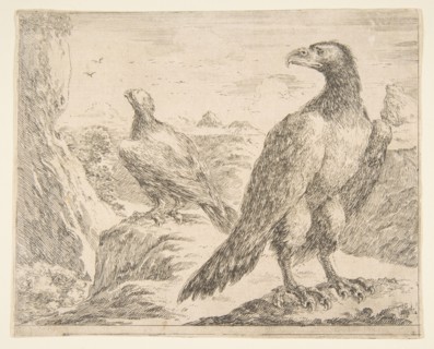 Two eagles, from 'Eagles'