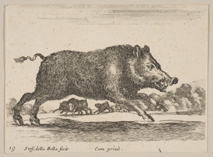 Plate 19: wild boar, from 'Various animals'