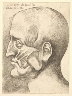 Ecorche head of a man in profile to left, 1660. Creator: Wenceslaus Hollar.