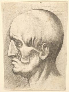 Male head in profile to left with muscles exposed, 1660. Creator: Wenceslaus Hollar.