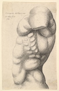 Male torso from neck to hip in profile to left, 1645. Creator: Wenceslaus Hollar.