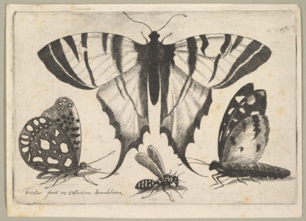 Three Butterflies and a Wasp, 1646. Creator: Wenceslaus Hollar.