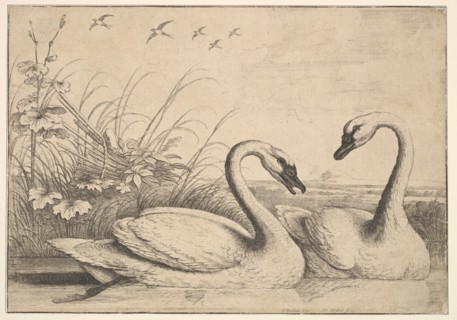 Two Swans, 1654-58. Creator: Wenceslaus Hollar.