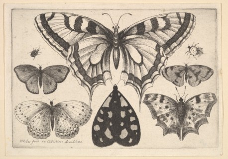 Five Butterflies, a Moth and Two Beetles, 1646. Creator: Wenceslaus Hollar.