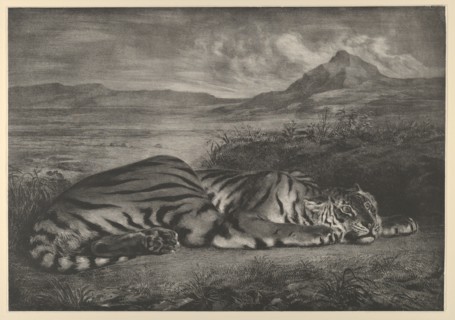 Royal Tiger