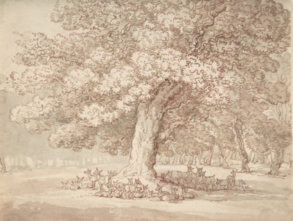 Herd of deer under an oak tree