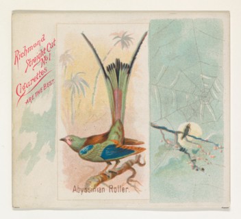 Abyssinian Roller, from the Song Birds of the World series (N42) for Allen & Ginter Cigarettes, 1890.