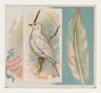 Bell Bird, from the Song Birds of the World series (N42) for Allen & Ginter Cigarettes, 1890.