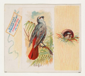 Bengali, from the Song Birds of the World series (N42) for Allen & Ginter Cigarettes, 1890.