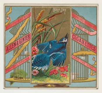 Blue Jay, from the Birds of America series (N37) for Allen & Ginter Cigarettes, 1888.