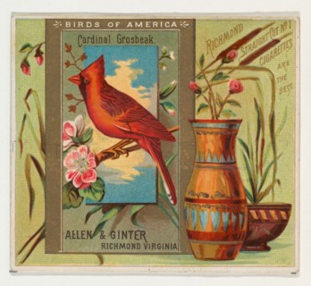 Cardinal Grosbeak, from the Birds of America series (N37) for Allen & Ginter Cigarettes, 1888.