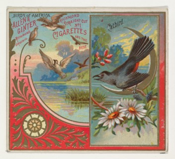 Catbird, from the Birds of America series (N37) for Allen & Ginter Cigarettes, 1888.