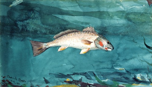 Channel Bass, 1904.
