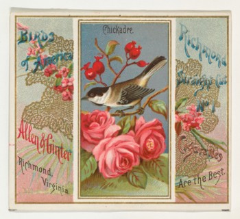 Chickadee, from the Birds of America series (N37) for Allen & Ginter Cigarettes, 1888.