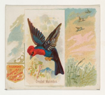 Crested Malimbus, from the Song Birds of the World series (N42) for Allen & Ginter Cigarettes, 1890.