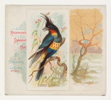 Crested Sparactes, from the Song Birds of the World series (N42) for Allen & Ginter Cigarettes, 1890.