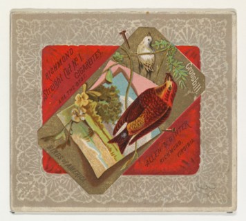 Crossbill, from the Birds of America series (N37) for Allen & Ginter Cigarettes, 1888.