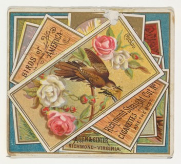 Cuckoo, from the Birds of America series (N37) for Allen & Ginter Cigarettes, 1888.
