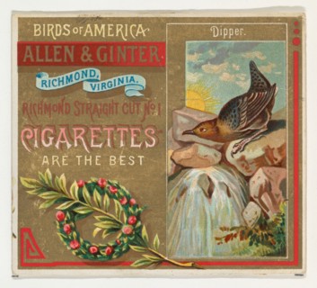 Dipper, from the Birds of America series (N37) for Allen & Ginter Cigarettes, 1888.