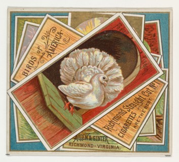 Fantail Pigeon, from the Birds of America series (N37) for Allen & Ginter Cigarettes, 1888.