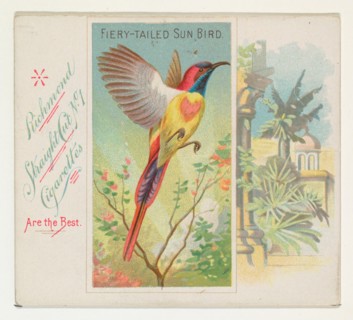 Fiery-Tailed Sun Bird, from Birds of the Tropics series (N38) for Allen & Ginter Cigarettes, 1889.